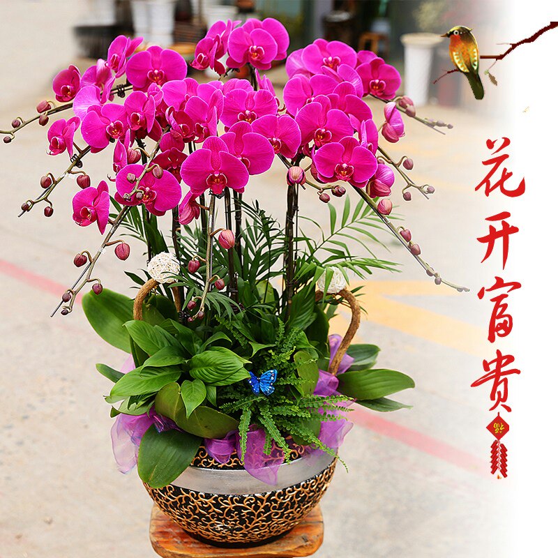 蝴蝶兰盆栽红豆冬青年宵花卉生日春节送花杭州同城鲜花速递