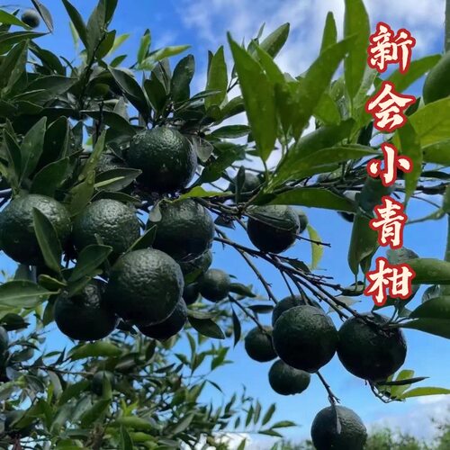 正宗新会小青柑鲜果奶茶店专用
