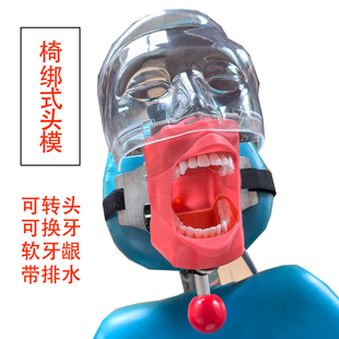 牙科口腔材料牙齿教学模型根管开髓备牙修复贴面牙模型仿真头模