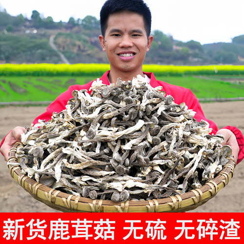 精品鹿茸菇无沙剪根脆嫩