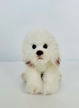 russ白色比熊犬狗毛绒公仔 样板泰迪犬博美犬狗狗玩具  车载小狗