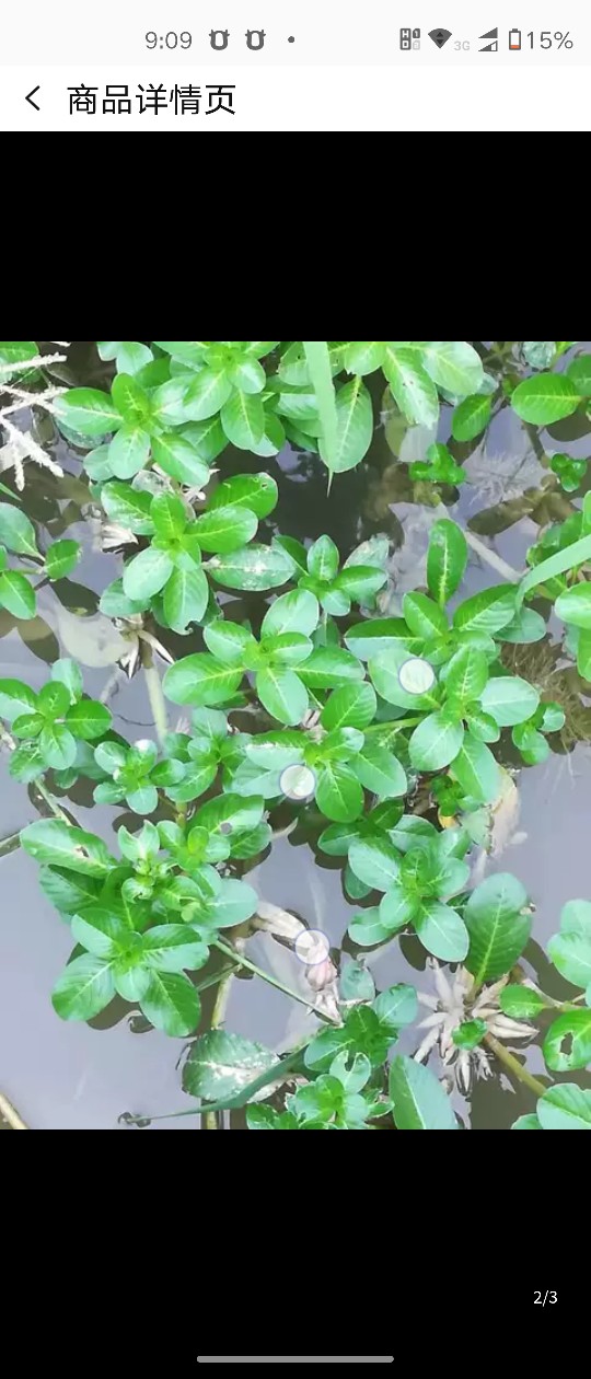 广东农家野生过塘蛇现采新鲜黄花过江龙过江藤水盖菜假蕹菜