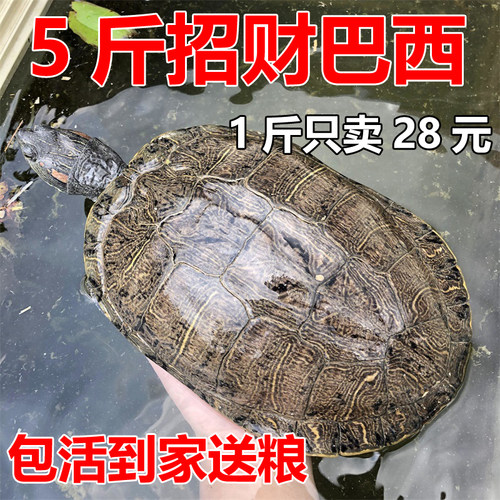 大巴西龟乌龟活体宠物龟活物黄金巴西龟巴西彩龟活物龟 1-4斤包邮 - 封面