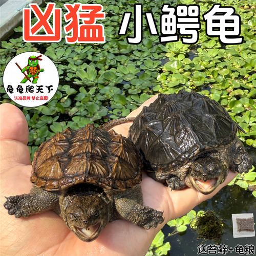 龟龟爬天下北美小鳄龟凶猛鳄鱼龟