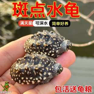 斑点池龟外塘深水鱼缸混养吃粪满天星龟黑池龟情侣龟乌龟活体活物