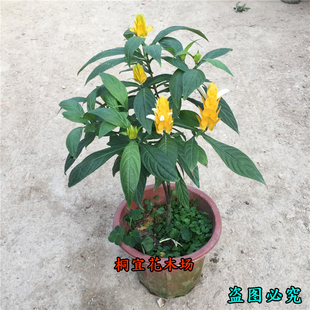 金苞花苗 四季开花 黄金宝塔盆栽庭院阳台观赏植物黄虾花好养花卉