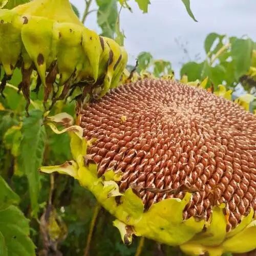 云南2025红皮生瓜子原味晒干葵花籽甜糯甜瓜子休闲零食新货