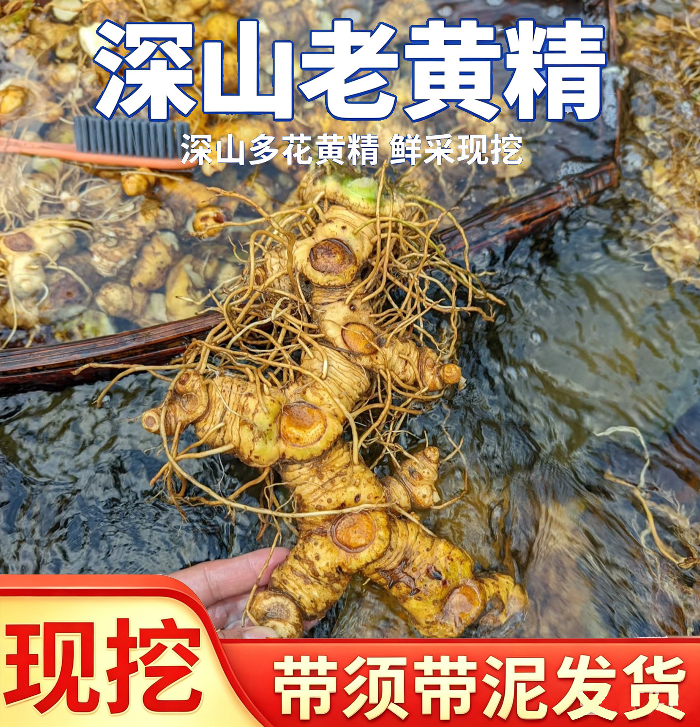 湖南安化多花倒苗新鲜黄精仿野生黄精自然生长煲汤泡酒中药材正品图片