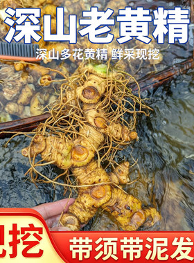 湖南安化多花倒苗新鲜黄精仿野生黄精自然生长煲汤泡酒中药材正品