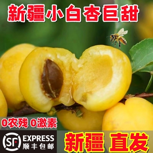 新疆小白杏子新鲜水果现摘应当季轮台5库车托克逊白杏甜3空运包邮