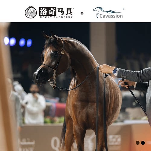 cavassion真皮漆皮展示笼头 阿拉伯马笼头 牵马绳套装8218151
