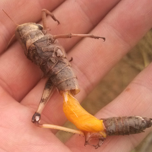 全母蚂蚱活虫带籽油炸即食新鲜冷冻蚂蚱酱卵种蚱蜢东亚飞蝗500克