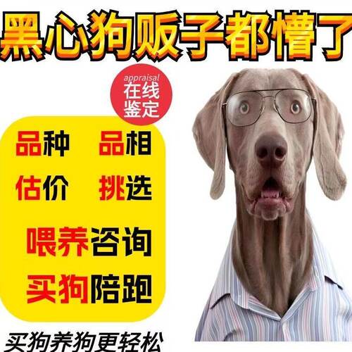 鉴定狗狗品种挑选狗狗品相估价宠物鉴定师猫咪鉴定年龄猫狗喂养