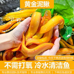 黄金泥鳅清道夫冷水鱼观赏鱼淡水鱼小红鱼小金鱼清道夫鲜活泥鳅苗