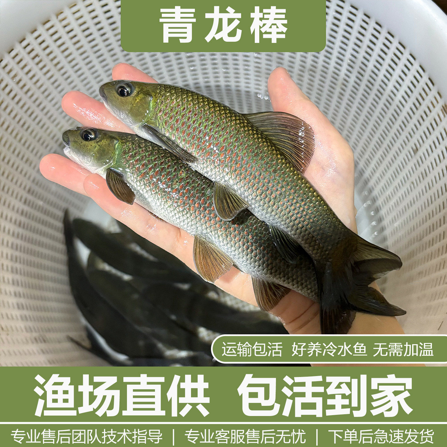 青龙棒鱼苗淡水养殖食用华鲮鱼油棒子鱼沉香鱼原生溪流鱼观赏鱼苗
