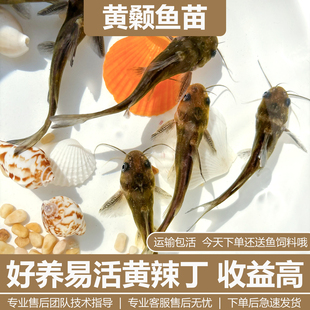 黄颡鱼苗黄辣丁鱼苗黄骨鱼苗昂刺鱼黄桑鱼苗黄鸭叫淡水养殖食用鱼