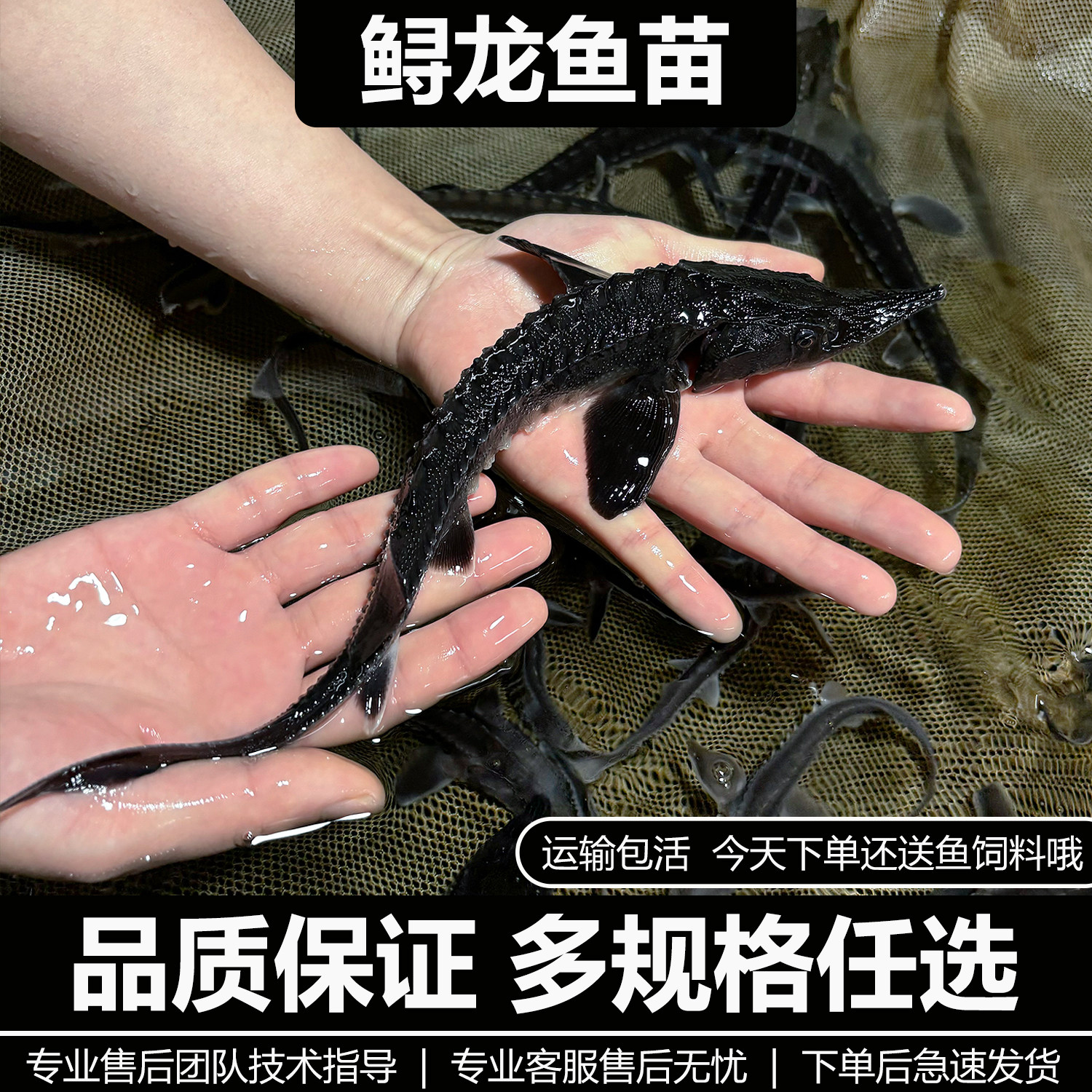 鲟鱼鱼苗淡水养殖食用活体鱼缸塘中华尖嘴鲟龙冷水观赏鲟鱼苗批发,宠物/宠物食品及用品,鱼,淘宝优惠券,粉丝福利购,淘宝优惠卷