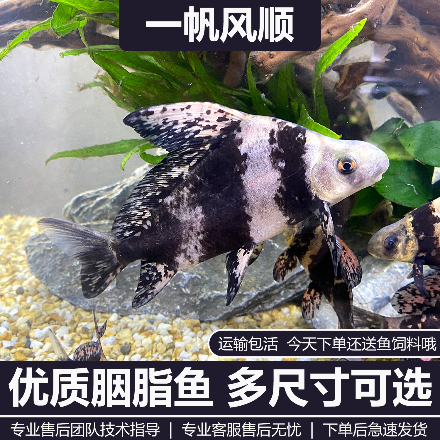 一帆风顺鱼苗冷水鱼观赏鱼图片