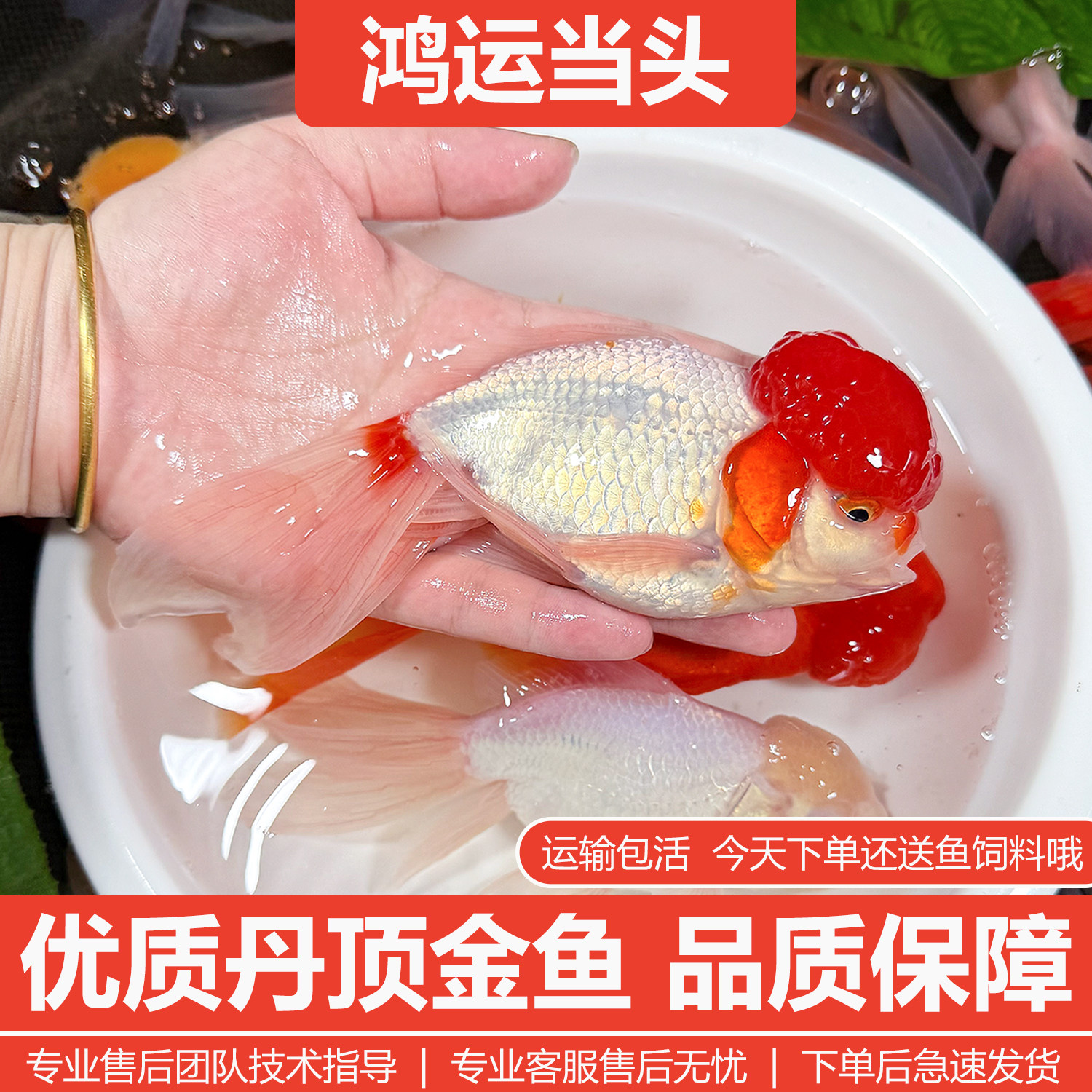 鸿运当头鱼观赏鱼鹤顶红狮子头金鱼活鱼丹顶冷水鱼淡水好养耐活鱼,宠物/宠物食品及用品,鱼,淘宝优惠券,粉丝福利购,淘宝优惠卷