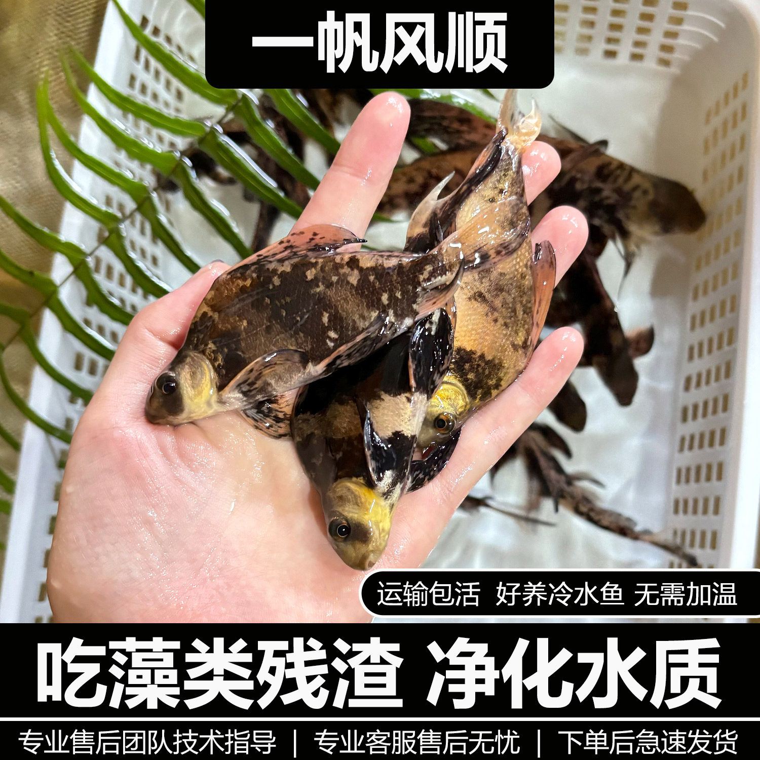 胭脂鱼苗一帆风顺鱼苗美人鱼冷水淡水鱼养殖食用高档观赏鱼清洁鱼