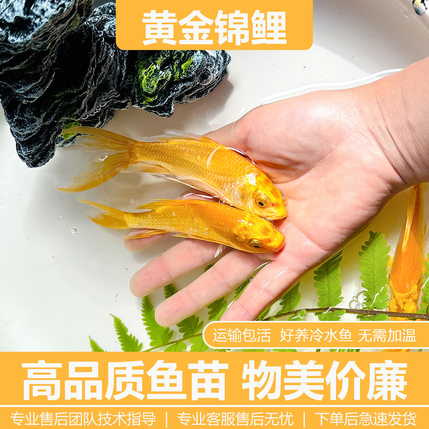 黄金锦鲤冷水鱼观赏鱼好养耐活自来水可养淡水鱼苗活体小金鱼