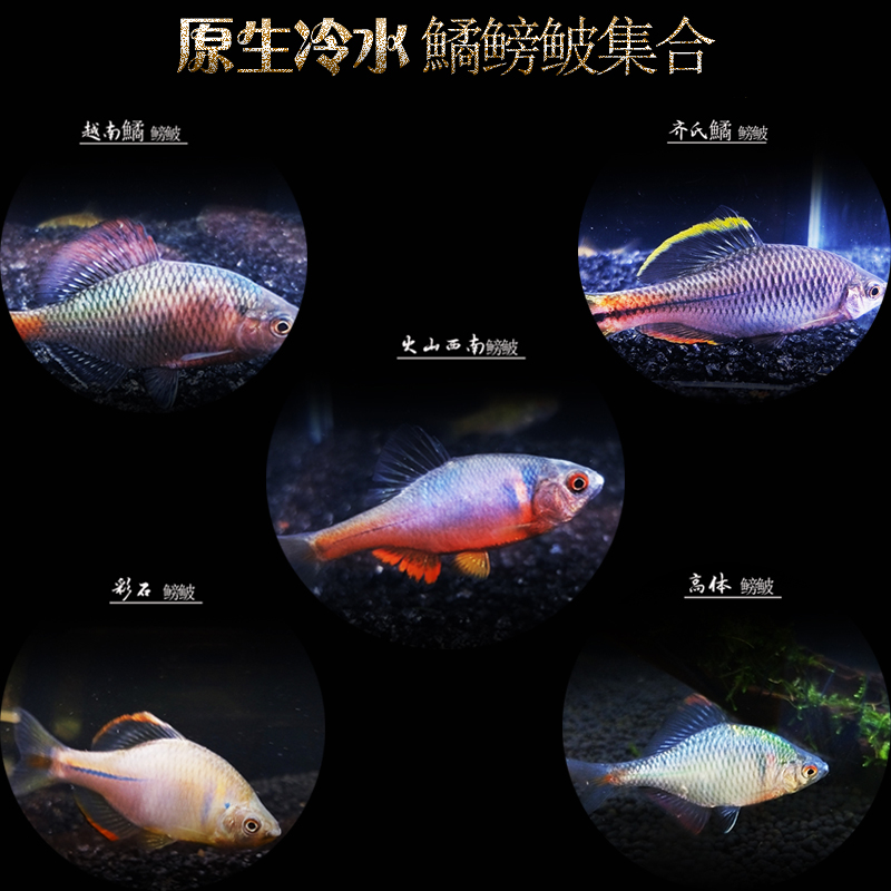 原生鱼冷水鱼火山西南鳑鲏齐氏鱊 高体鳑鲏彩石鳑鲏中层鱼溪流鱼