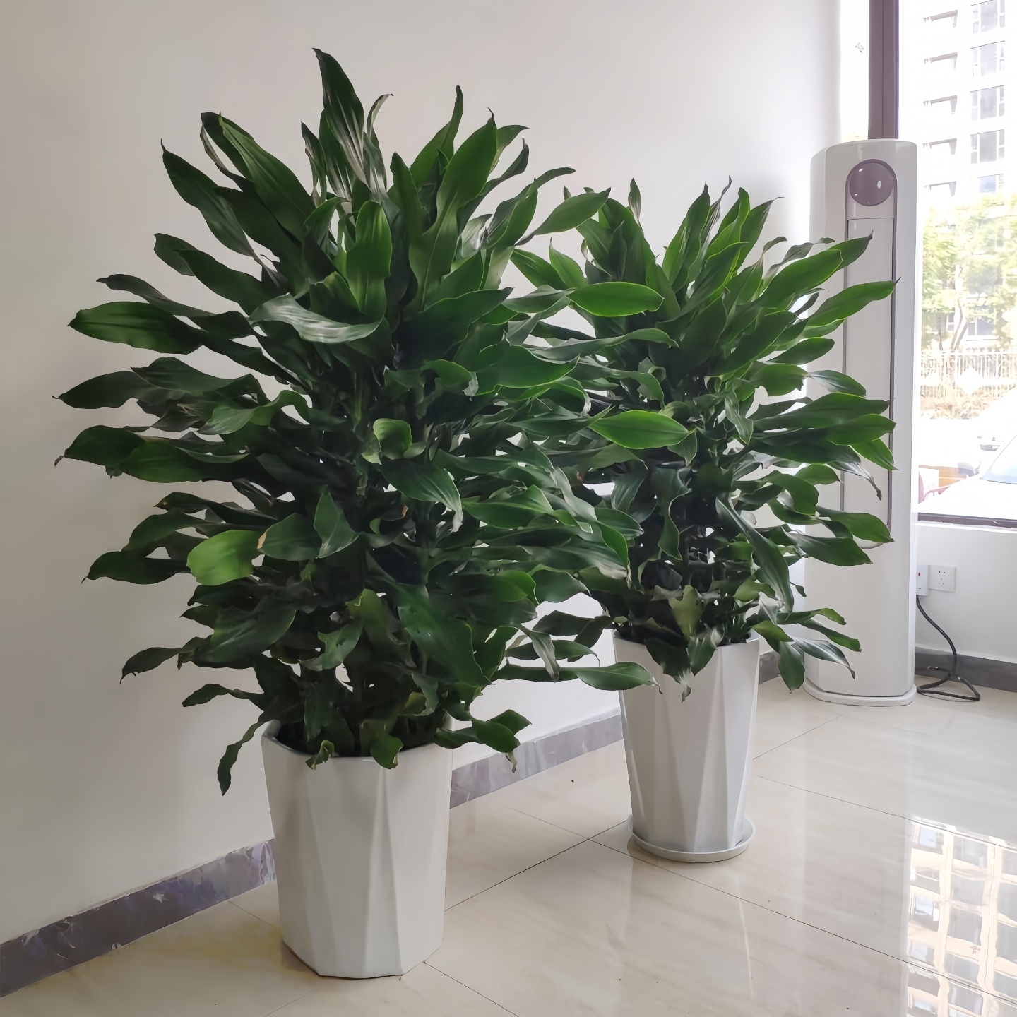 茂盛，对大空间绿化效果很好