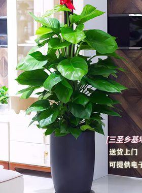 大叶绿萝大型室内绿植盆栽客厅办公室绿色植物花卉新房除甲醛成都