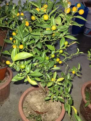 大树型丰果龙桔8年树