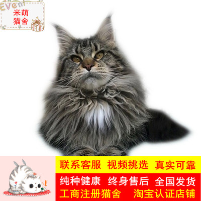 纯种银虎斑烟灰色巨型库恩猫低价