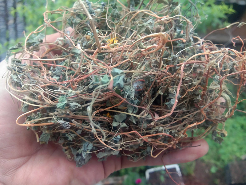 贵州草药酢浆草干货 新晒山货酸咪咪酸浆草三叶酸钩钩草500g包邮