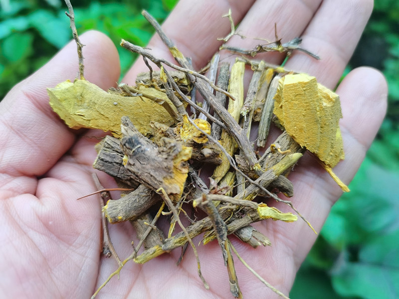 贵州野生中药材三颗针 草药三棵刺黄连黄柏刺小刺红连鸡脚刺500g