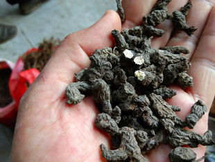 贵州山货天葵子 中草药材紫背天葵根天葵根天葵草散血球 500g包邮