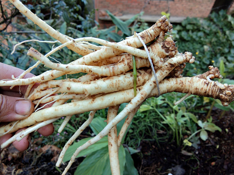 贵州新鲜野党参 深山野生鲜党参上党参狮头参天然黔党参500克包邮