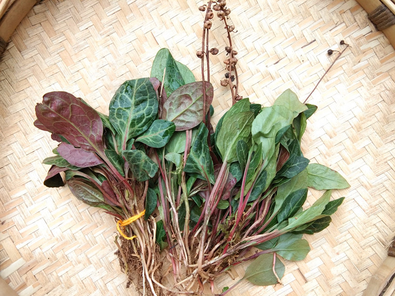 贵州鹿含草500克新鲜农产品 苗家草药紫背鹿衔草鹿寿茶纸背金牛草