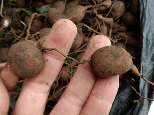 贵州中药材新鲜金果榄500克 中草药地苦胆九牛胆九龙胆山慈枯茨菇