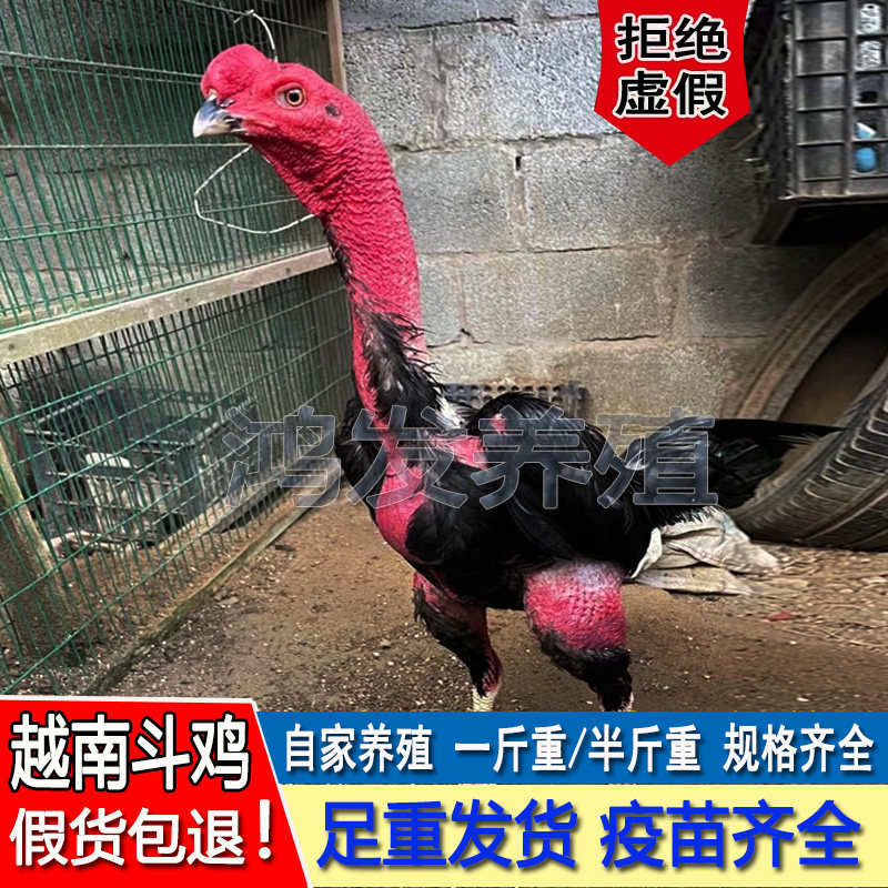 正宗越南鬼子斗鸡真货半斤纯种大宠物鸡