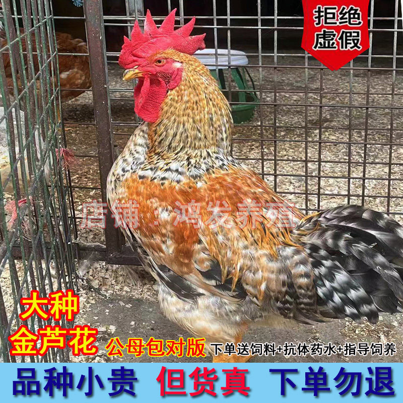 一斤多金芦花鸡苗大种脱温农家土鸡大脚好养阉鸡小鸡活苗幼崽半斤