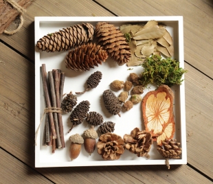 ins简约风摄影拍照道具装 森林宝贝套装 饰复古天然树枝松果 包邮