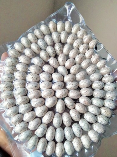11X16mm超大星月菩提子108颗玄月海南高密顺白菩提手串特大原生态