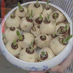 正宗漳州水仙花种球种子冬季春季开花水培土培的简易花卉品种