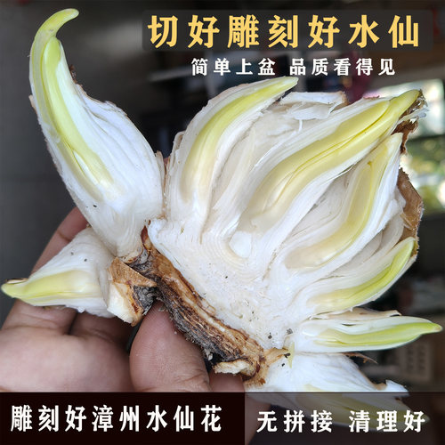 懒人型雕刻处理好漳州水仙花种球