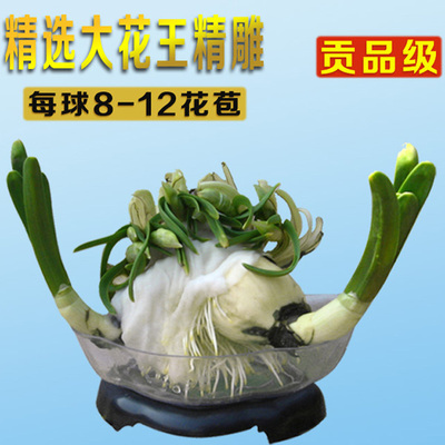 养护好矮化雕刻好水仙花礼盒盆栽