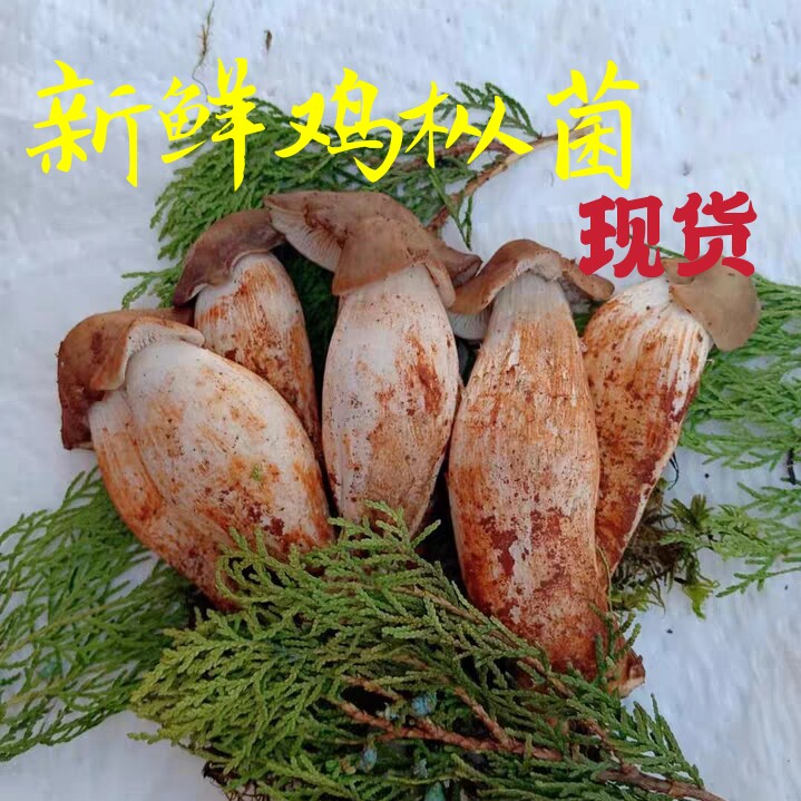 新鲜云南特产食用蘑菇干巴菌现货