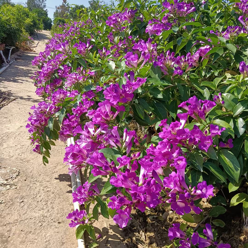 蒜香藤爬藤植物紫铃藤庭院阳台