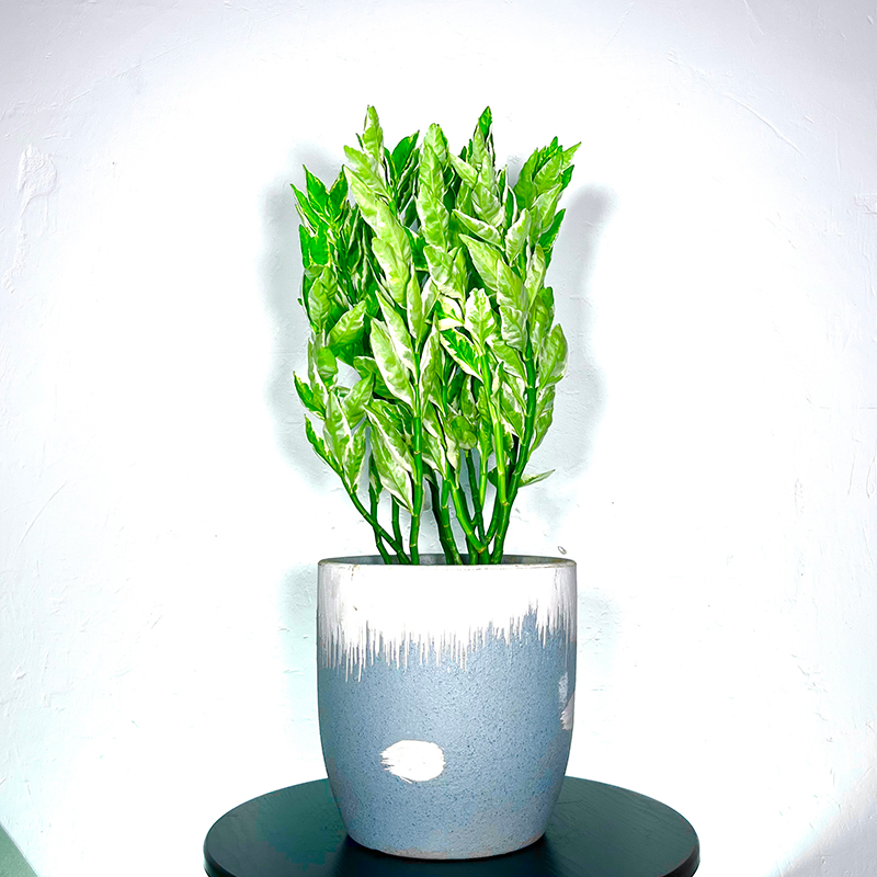 红雀珊瑚室内室外盆景