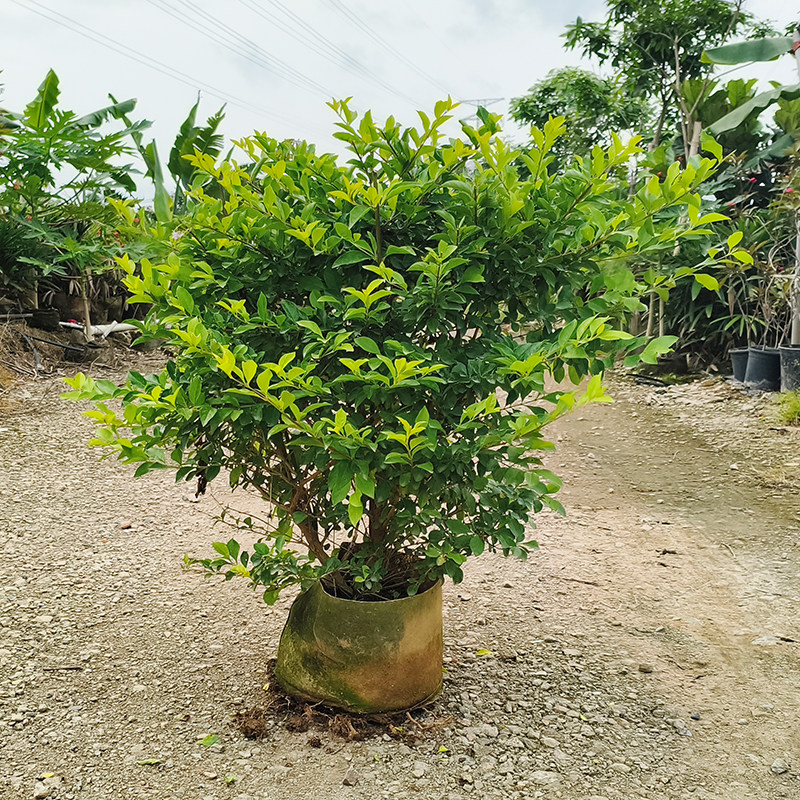 黄金叶庭院园林花园绿化植物造景