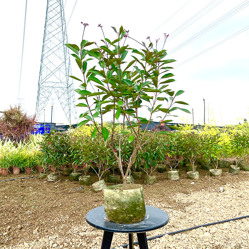 琴叶珊瑚庭院阳台花园美观花镜