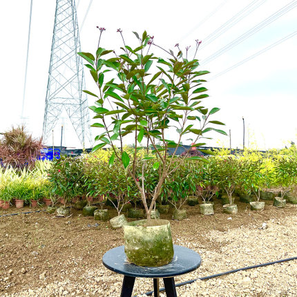 琴叶珊瑚花樱花绿植庭院阳台公园道路花镜植物花卉