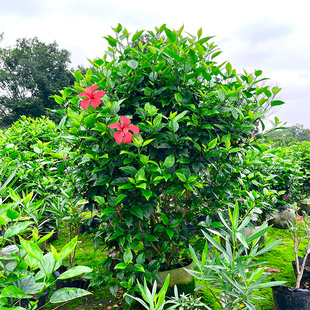 四季开花大红花朱槿扶桑花庭院园林绿植绿化树苗花卉阳台花坛盆栽